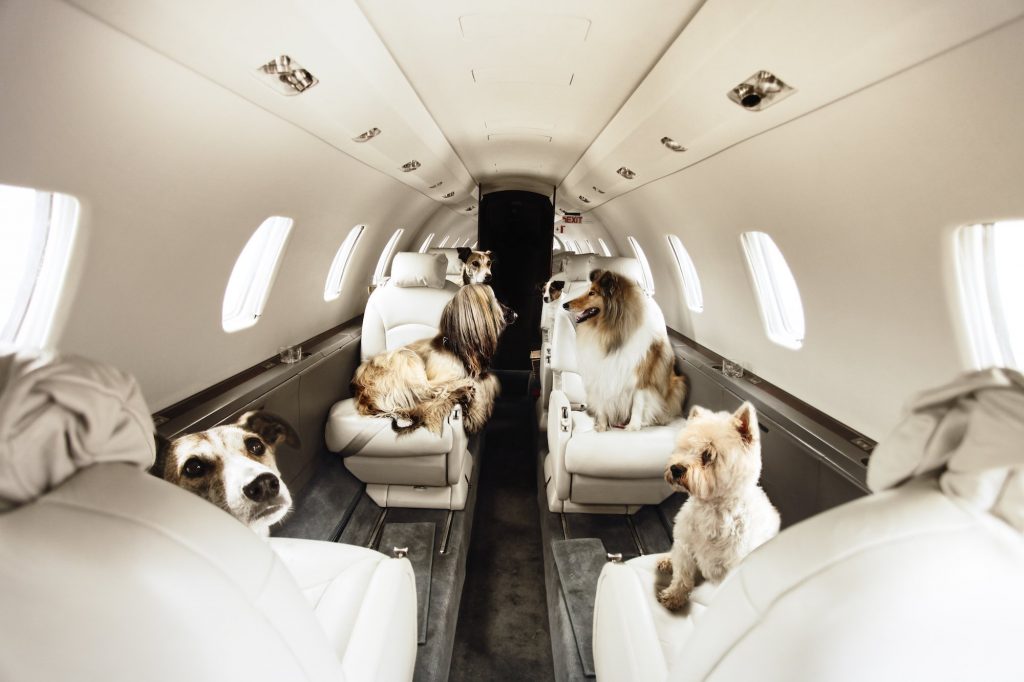 How To Transport A Pet On Plane - Transport Informations Lane