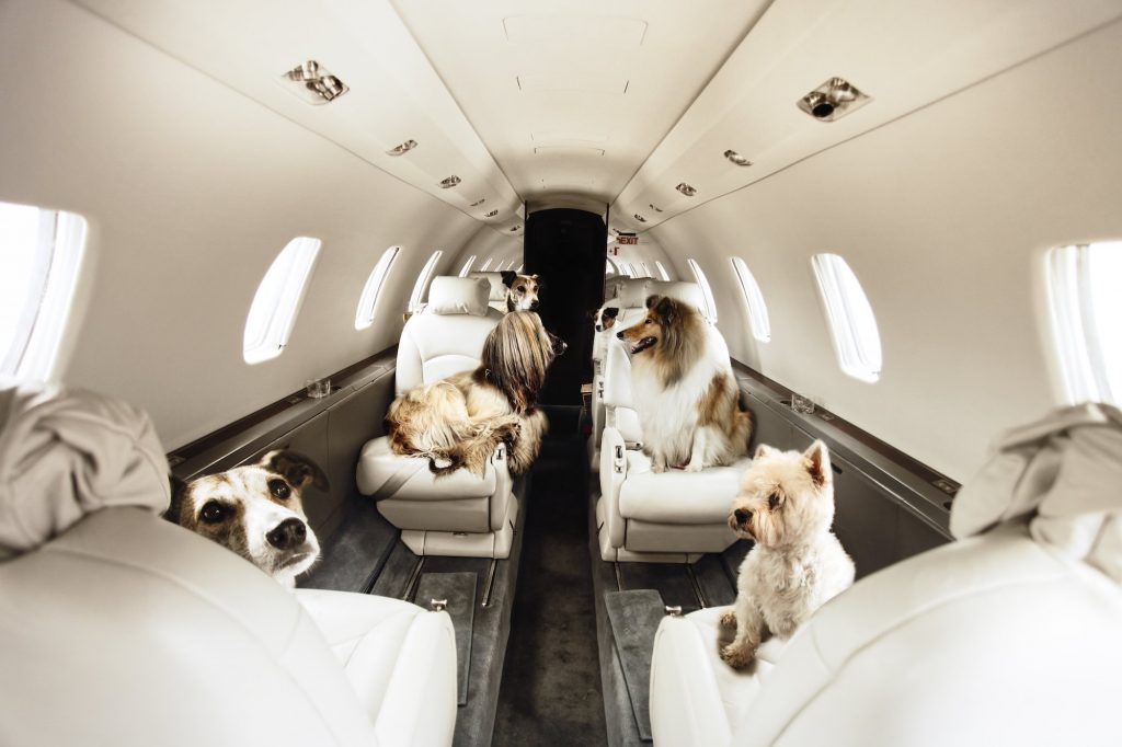 can you travel with 2 dogs on a plane