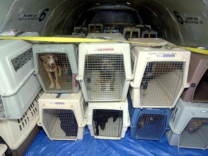 pet travel by air cost