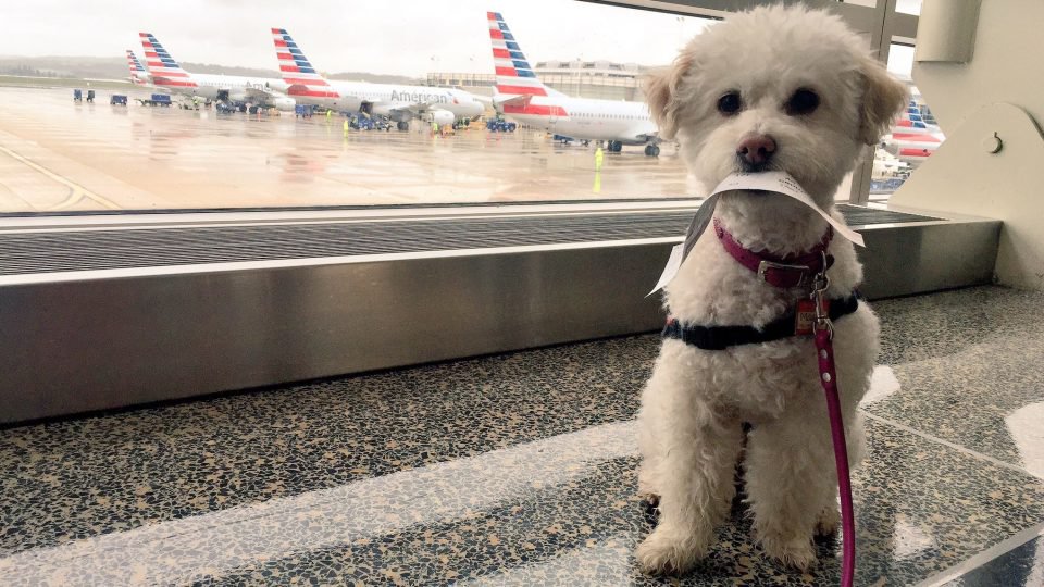 is it safe to fly a puppy on a plane