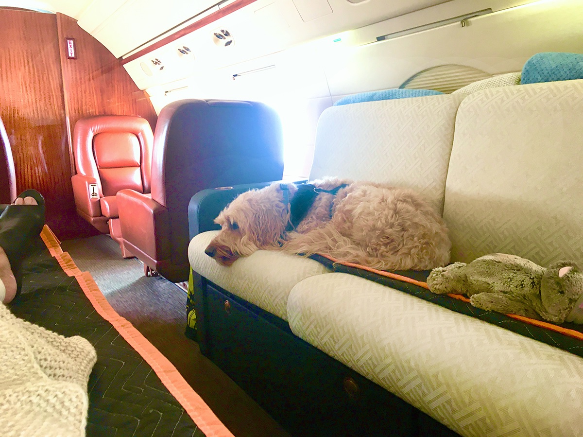 charter air travel with pets cost