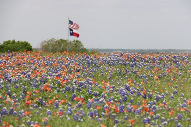 texasflagbonnets